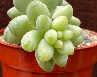 Planta suculenta Cola de burro / Cola de burro colgante, maceta colgante de fácil cuidado