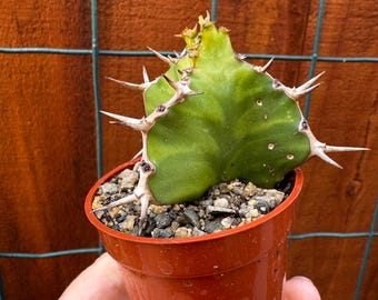 Rare Euphorbia grandicornis – Cow Horn Euphorbia Live Succulent | Exotic Spiny Cactus Look Plant | Rooted Plant