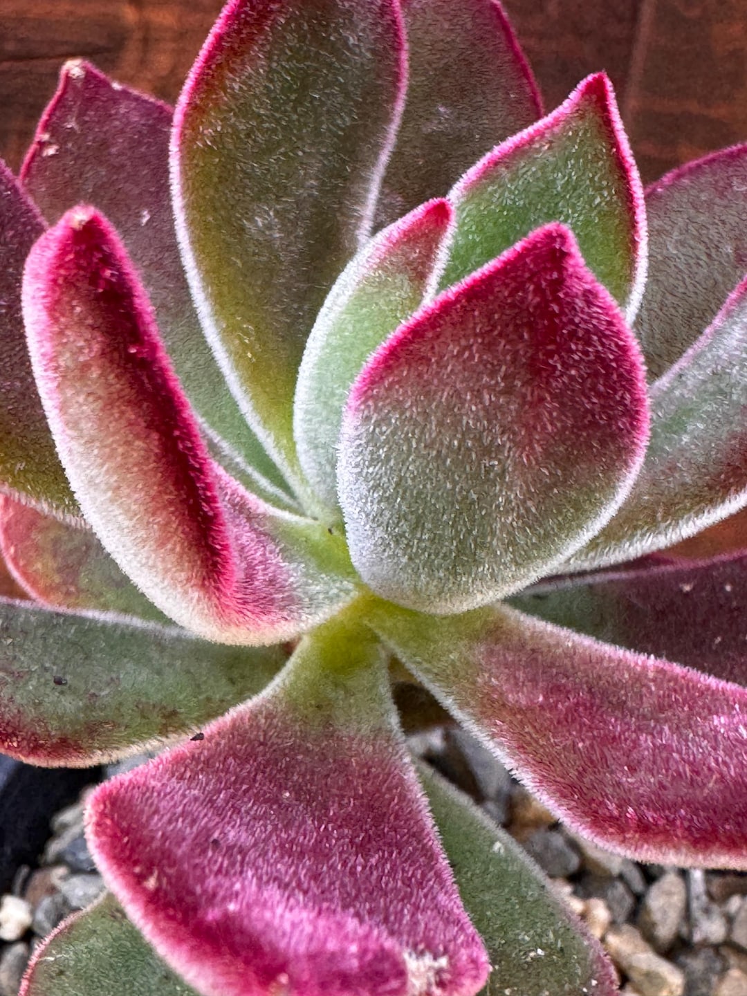 Ruby Red Edgers Echeveria Pulvinata Ruby Fuzzy Succulent Plant | Velvet Red Edges, Easy ...