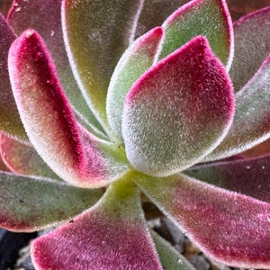 Peut inclure: Une plante succulente aux feuilles charnues disposées en rosette. Les feuilles présentent une texture duveteuse semblable à du velours, avec un centre vert profond qui se transforme en bords magenta-rose vifs sur les pointes.
