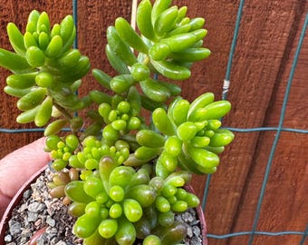 Sedum Rubrotinctum Jelly Bean Succulent – Pork and Beans Live Plant