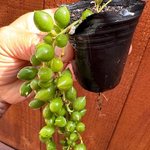 Senecio rowleyanus String of Pearls Live Plant – Trailing Succulent Hanging Vine