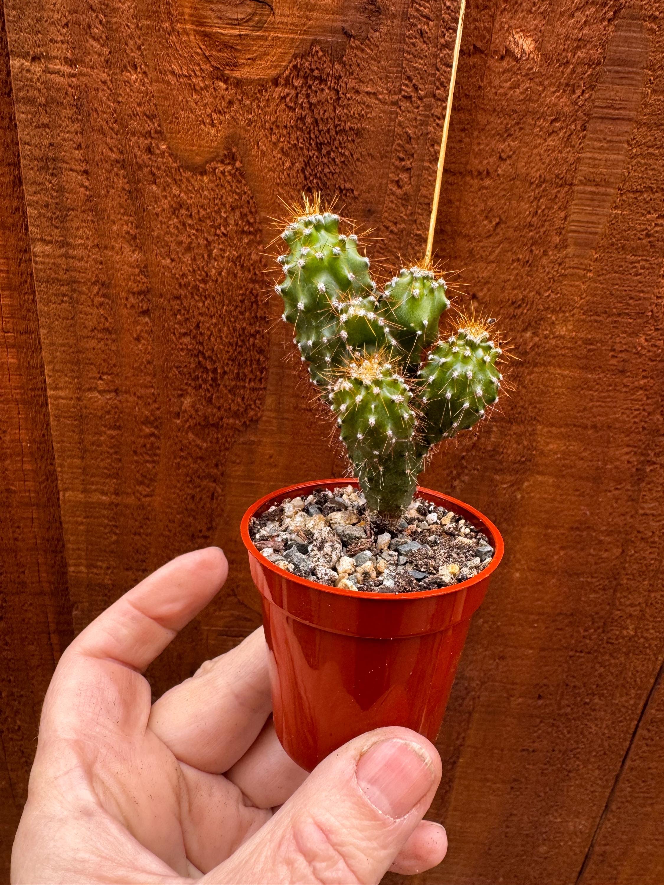 Cereus repandus - Etsy 日本
