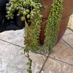 May include: A String of Pearls succulent plant with cascading, bead-like leaves. The plant is in a small black pot, held by a gloved hand, and also in a large, reddish-brown pot. The trailing stems are a vibrant green.