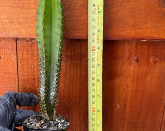 Grupo de cactus Trichocereus – Planta columnar rara y viva, suculenta de fácil cuidado.