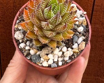 Haworthia Coarctata Live Succulent | Zebravetplant | Winterharde kamerplant | Onderhoudsvriendelijk Haworthia | Zeldzame vetplant