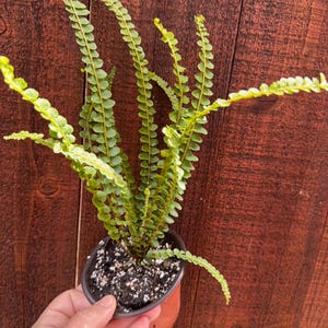 Żywa roślina paproci cytrynowej | Kompaktowa, łatwa w pielęgnacji roślina doniczkowa, roślina do terrarium