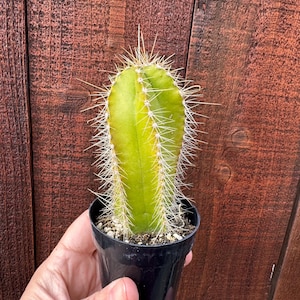 May include: A small, green cactus with white spines in a black plastic pot. The cactus has a cylindrical shape and is held by a person's hand. The background is a wooden fence.
