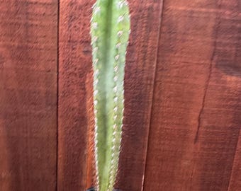 Trichocereus Cactus Cluster – Live Rare Columnar Plant, Easy Care Succulent