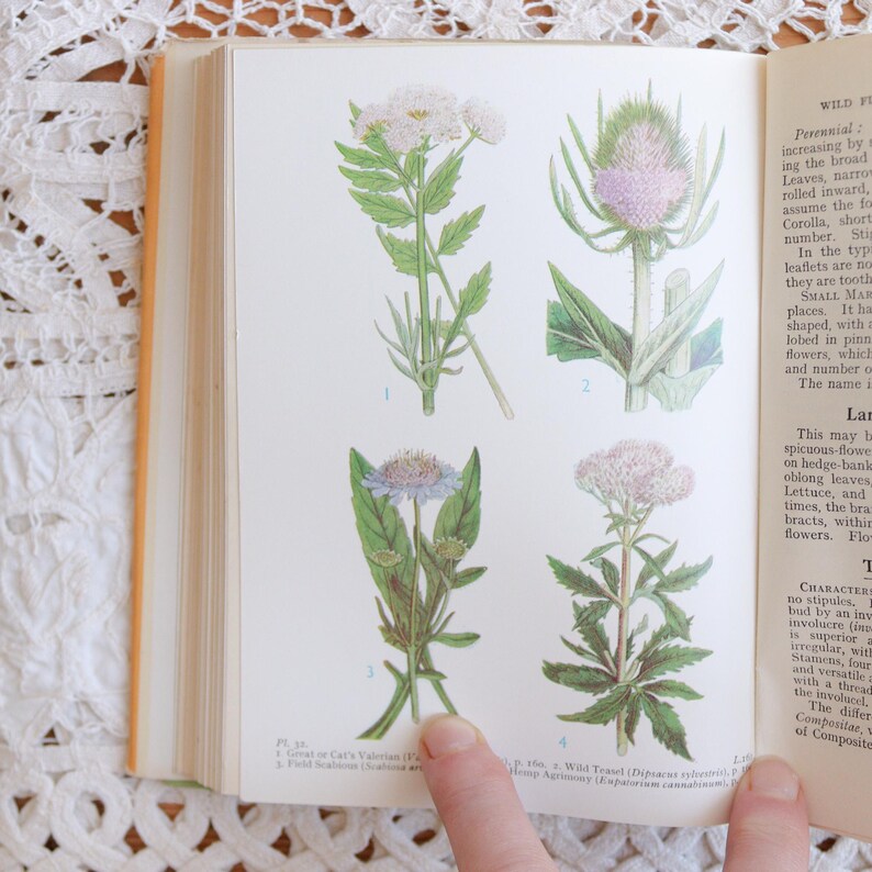 Vintage Wild Flowers of Wayside and Woodland Book. Colour Illustrations ...