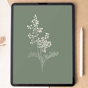 acnh cypress plant Leyland Cypress Tree - 1-2 ft main image 0