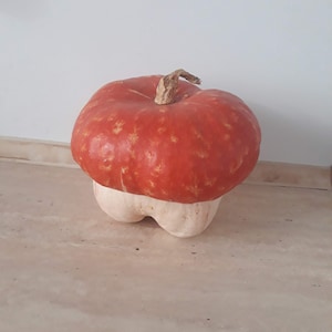 Pumpkin mushroom seeds, Pumpkin seeds for planting, Pumpkin mushroom, 5 seeds