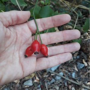 Rose hips, Dried whole rose hips, Dried rose hips, Natural dried fruits