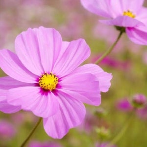 Summer seeds mix, Color combination from Cosmos Kartamus Coreopsis Lichnus Wild aster, 100 seeds mix