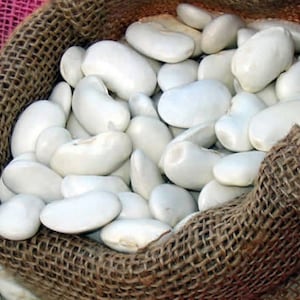 Seeds  of ripe beans, Seeds of white ripe beans , Fresh and organic bean seeds,20+ seeds