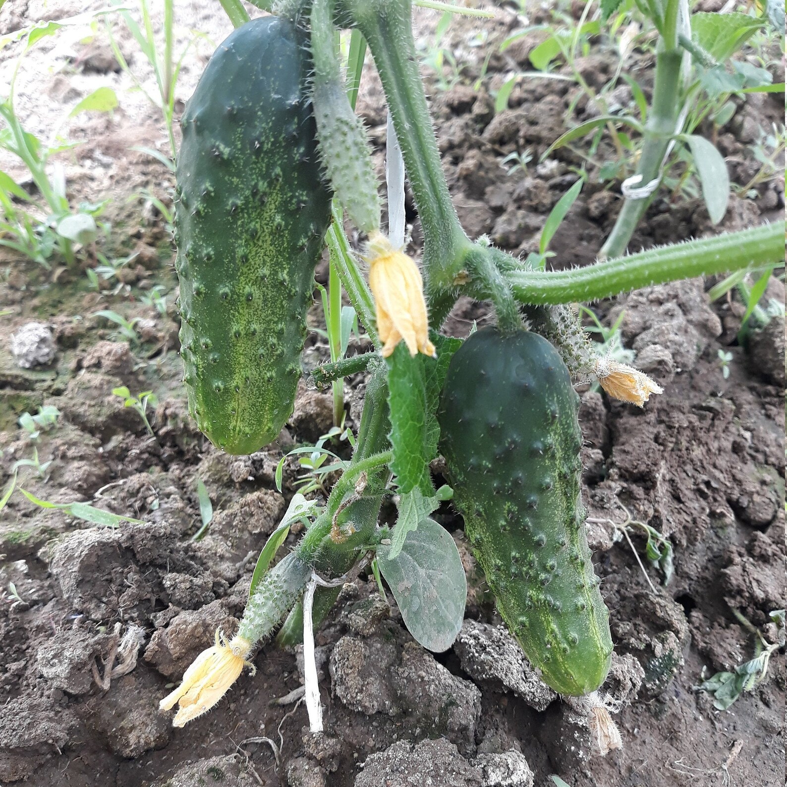 Cucumber Gherkin Seeds. Gherkin Seeds Organic Seeds Etsy