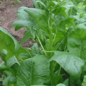 Spinach seeds, Very healthy vegetables, Spinach, Fresh and fresh seeds, 200 seeds
