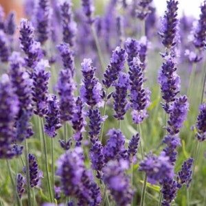 Lavender , Lavender Seeds, Organic Seeds, 50+ Fresh Seeds