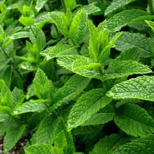Mint, fresh mint seeds, medicinal herb, 50+ seeds
