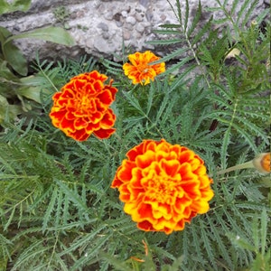 Seeds  of Tagetes, African marigold,  herb, non-GMO, 25+ seeds