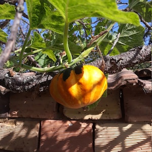 Gourd seeds, Decorative zucchini, Gourd seeds for planting, Plants for decoration,Organic seeds - 10 seeds