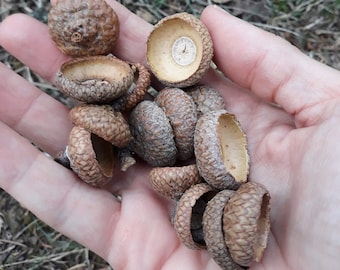Eikelhoeden naturel, Eikelmutsen voor creatieve projecten