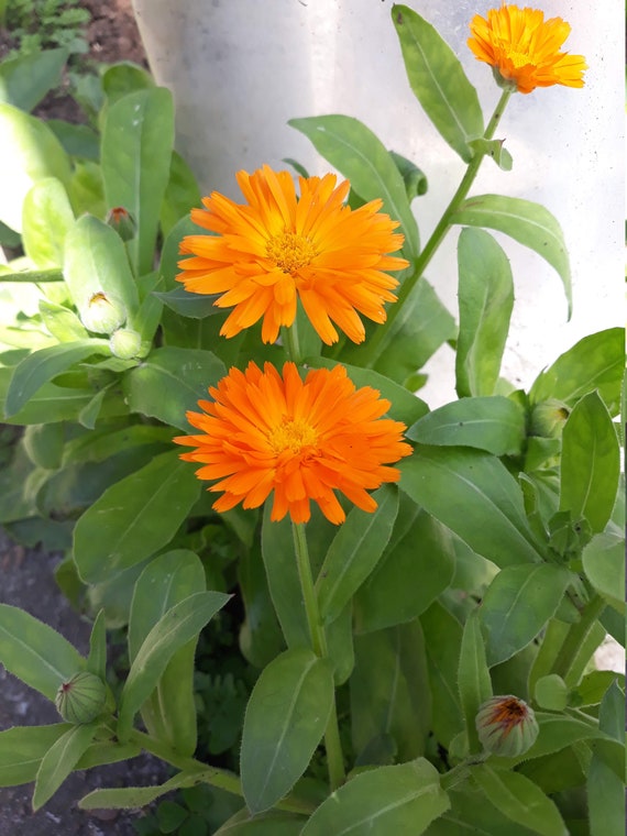Semillas de Caléndula hierba medicinal Bio flor de naranja - Etsy México