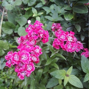 Flower seeds, Beard cloves or Dianthus barbatus, Fresh and organic seeds, 5+ seeds