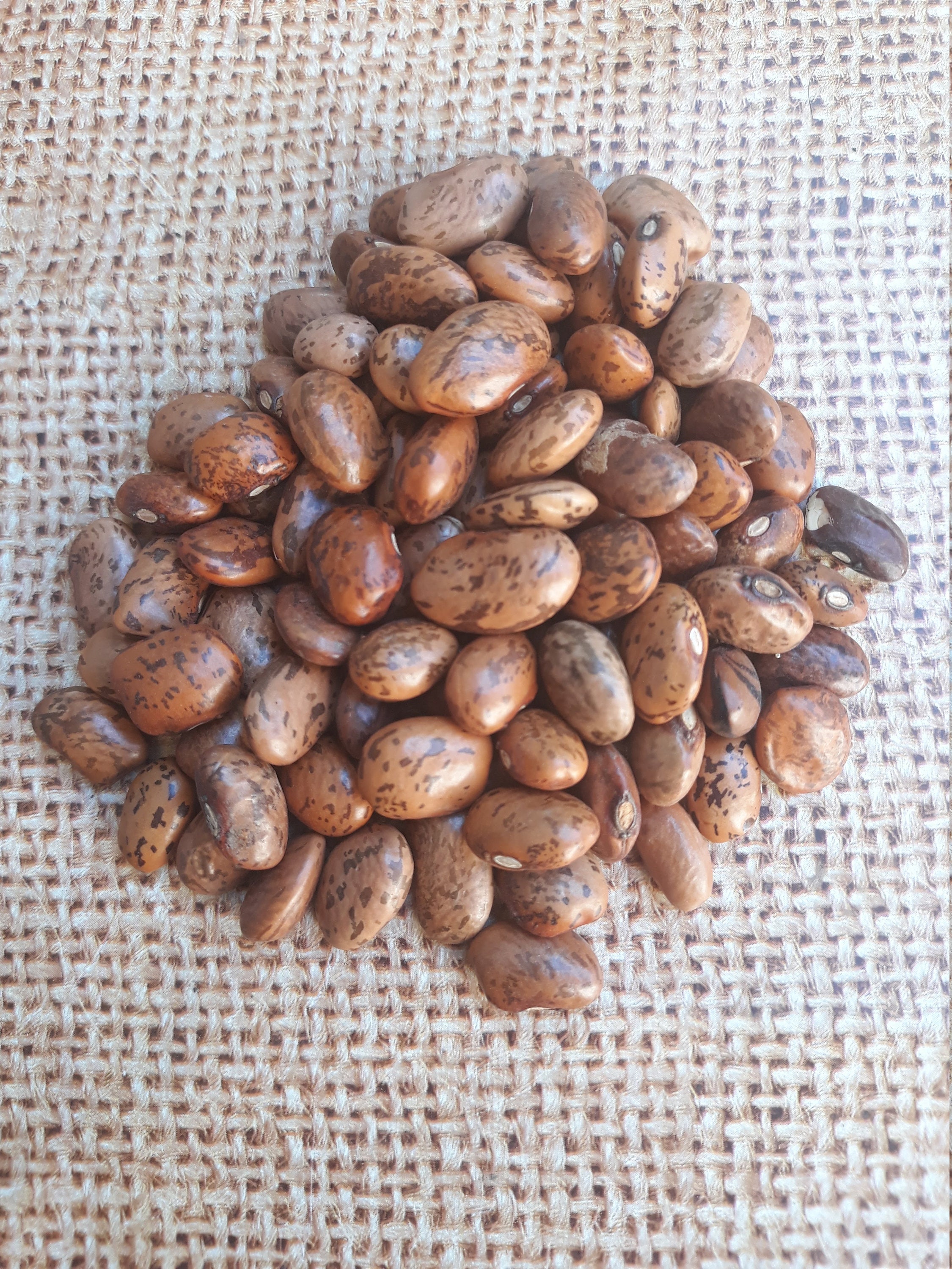Seeds of Ripe Brown Beans Brown Beans Pinto Beans Fresh and Etsy