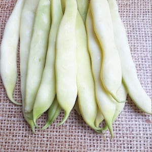 Fresh  yellow   bean seeds, Seeds for planting, Yellow bean seeds, Organic seeds- 20 seeds
