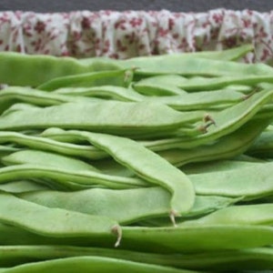 Fresh  green bean seeds, Organic seeds- 20 seeds