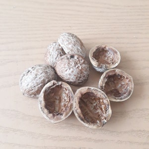 Walnut Shell Halves for Craft Projects, Walnut Shells, Craft Projects,Natural craft material