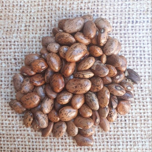 Seeds  of ripe brown beans, Brown beans, Pinto beans, Fresh and fresh seeds, 30+ seeds
