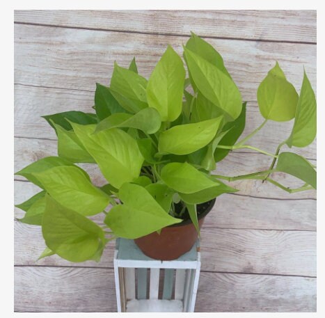 Neon pothos 6"
