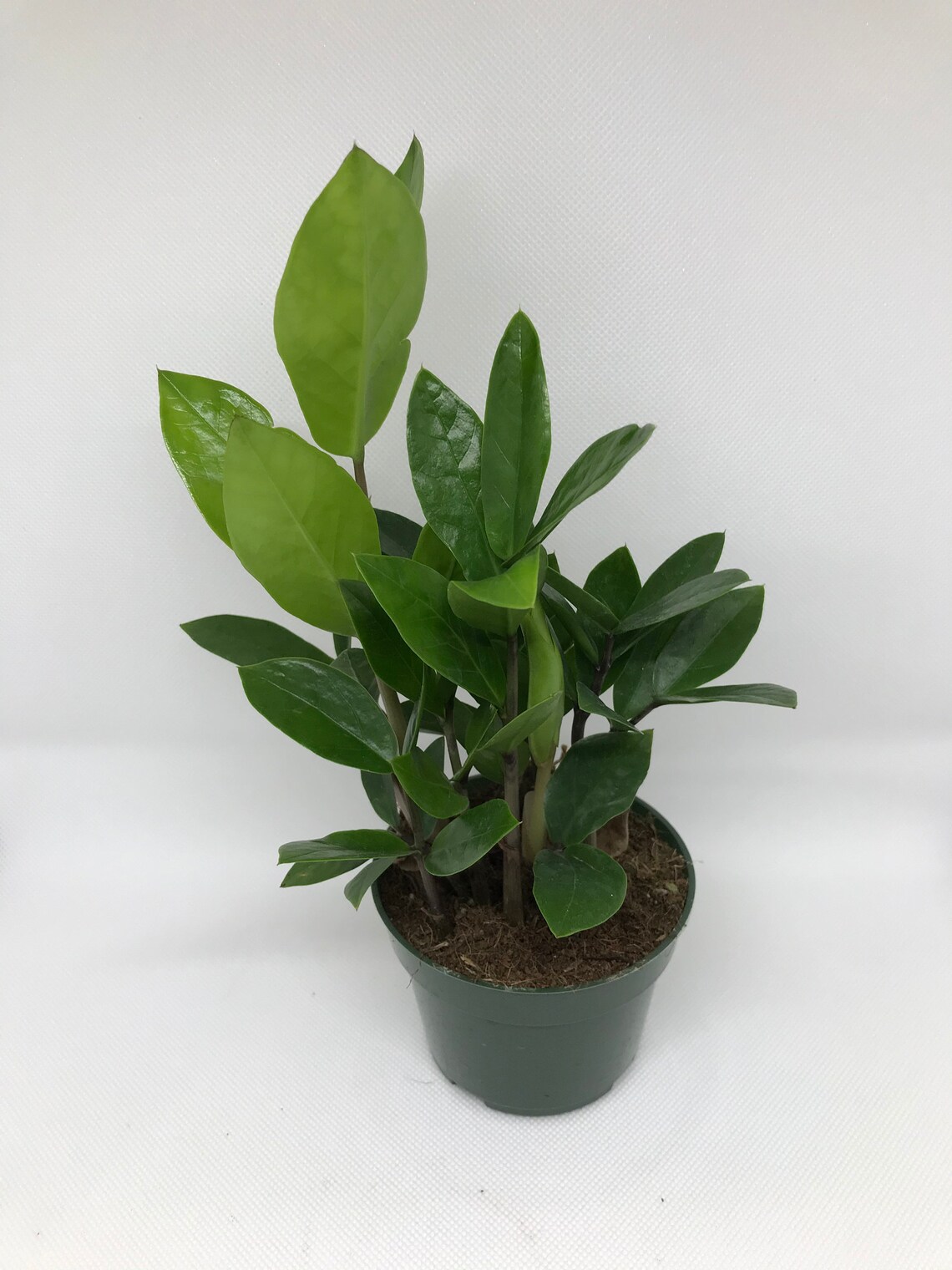 Zamioculcas zamiifolia ZZ Plant Zee Zee Plant ZiZi Plant Etsy