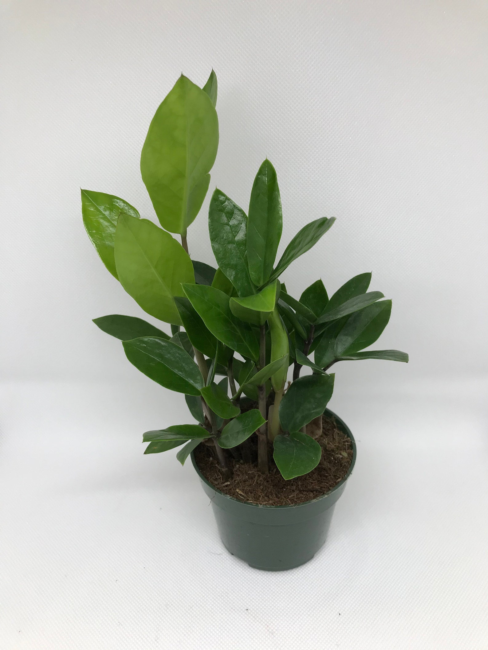 Zamioculcas zamiifolia ZZ Plant Zee Zee Plant ZiZi Plant Etsy