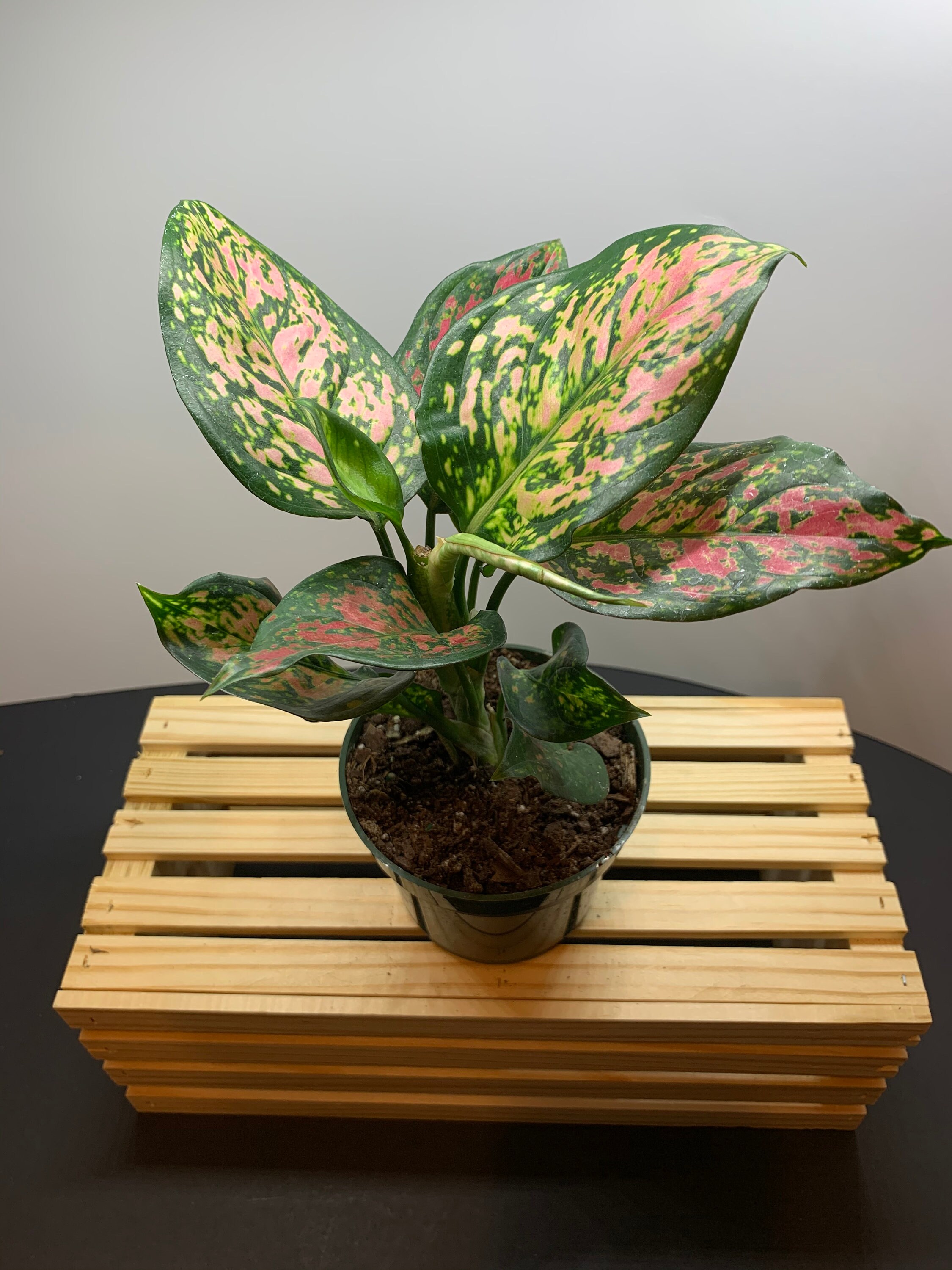 Aglaonema 'Wishes', Pink Aglaonema, Chinese Evergreen, Arum P…