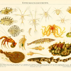 Könnte beinhalten: Eine antike Lehrtafel, die die Entwicklungsgeschichte des Meereslebens veranschaulicht. Die Tafel zeigt detaillierte Illustrationen verschiedener Meerestiere, darunter Fische, Krustentiere und Wirbellose, die mit deutschen wissenschaftlichen Namen und Nummern beschriftet sind. Die Tafel ist auf cremefarbenem Papier mit einem hellbraunen Rand gedruckt.