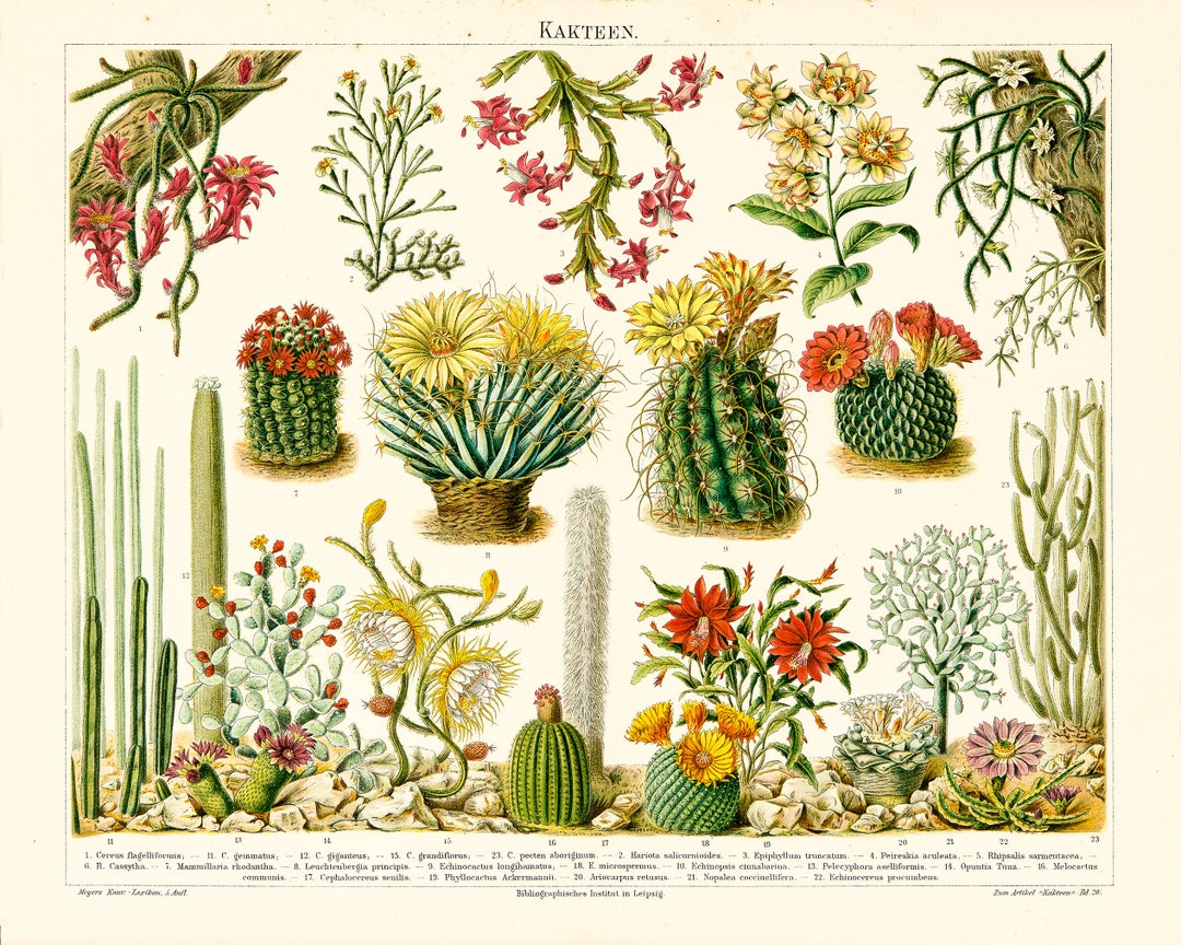 CACTI, Chromolithography From Meyers Konversationslexikon Von1897