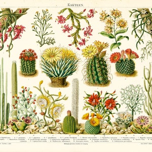 Puede incluir: Una ilustración botánica vintage de varias especies de cactus. La imagen presenta una variedad de cactus con diferentes formas, tamaños y colores, incluyendo verde, rojo, amarillo y blanco. La ilustración está etiquetada con los nombres científicos de cada especie de cactus.