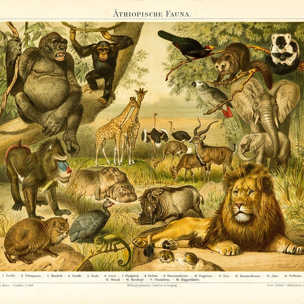 Ethiopian FAUNA, Chromolithography from Meyers Konversationslexikon von 1897, Digital Download