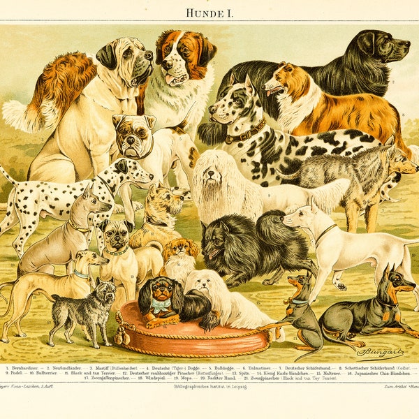 HUNDE 1, Chromolithografie aus Meyers Konversationslexikon von 1897, Digitaler Download