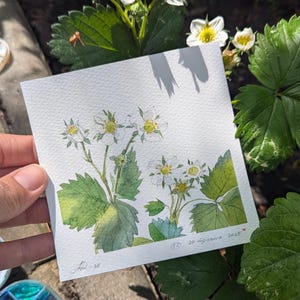 Fiori di fragola selvatica – Acquerello originale all'aria aperta, serie 100 giorni