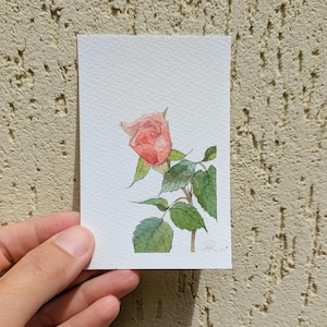 Rosa rosa in fiore, acquerello originale in miniatura