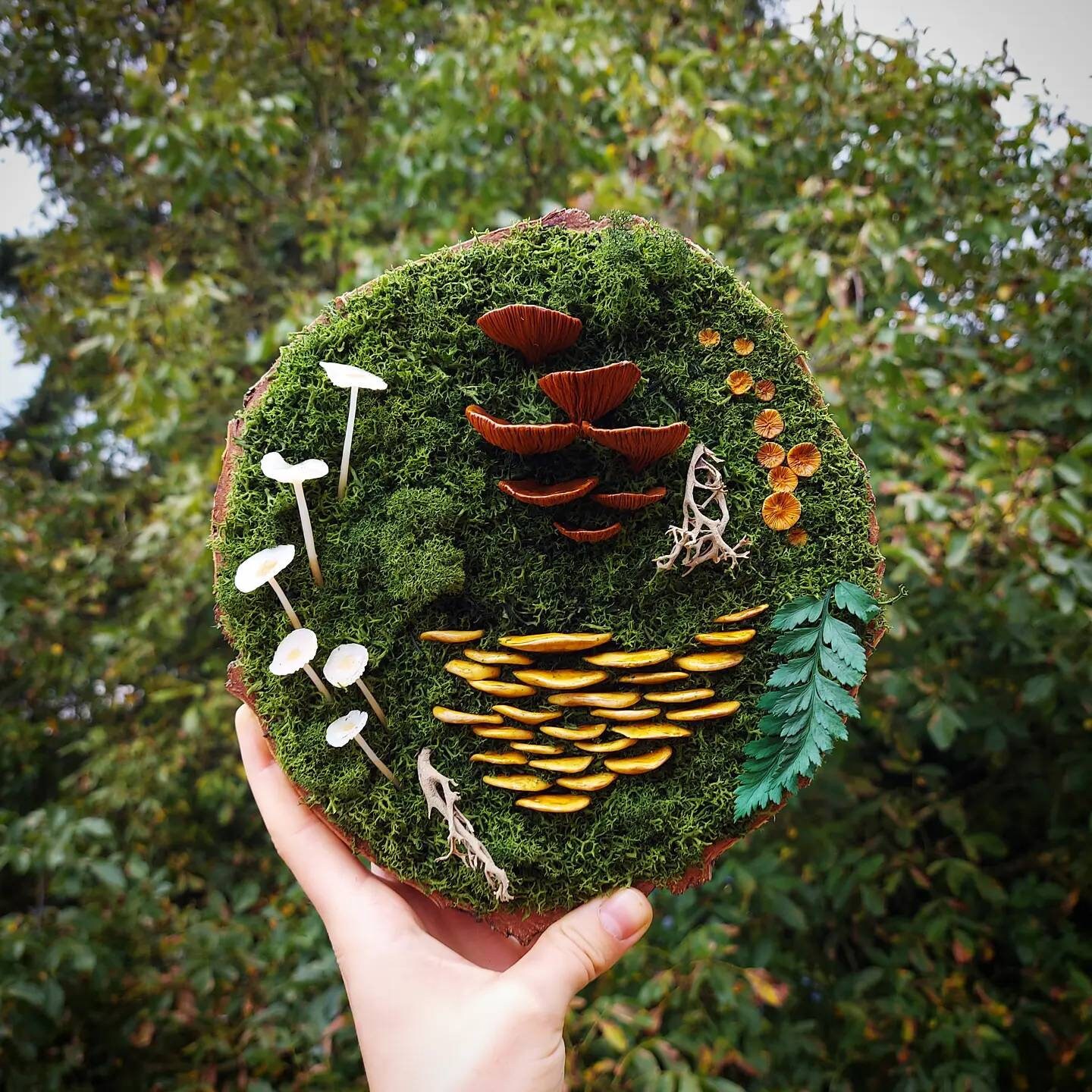 Souche Aux Champignons >