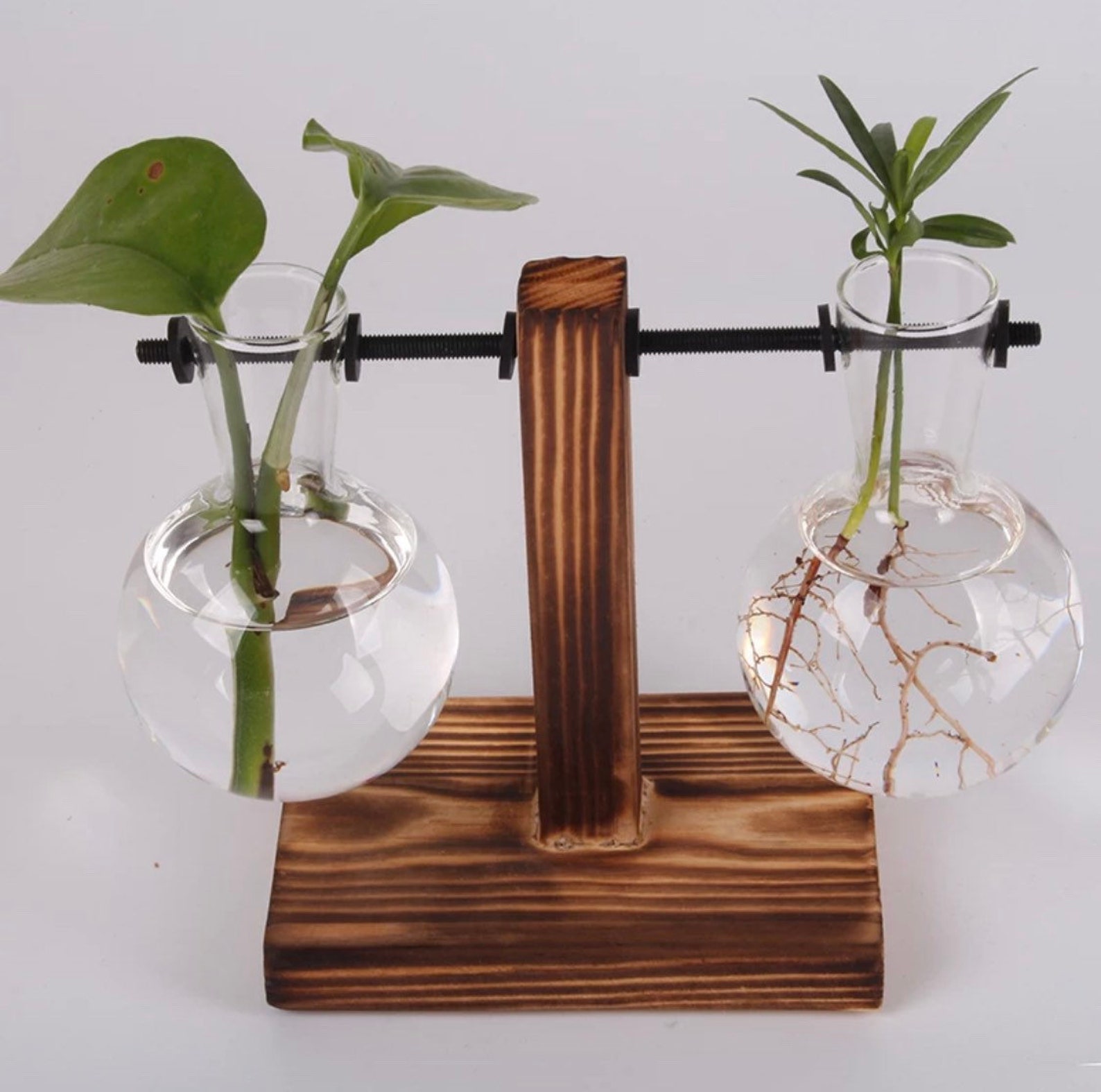 Plant Propagation Station with 2 Glass Globes and Wood Stand. Etsy
