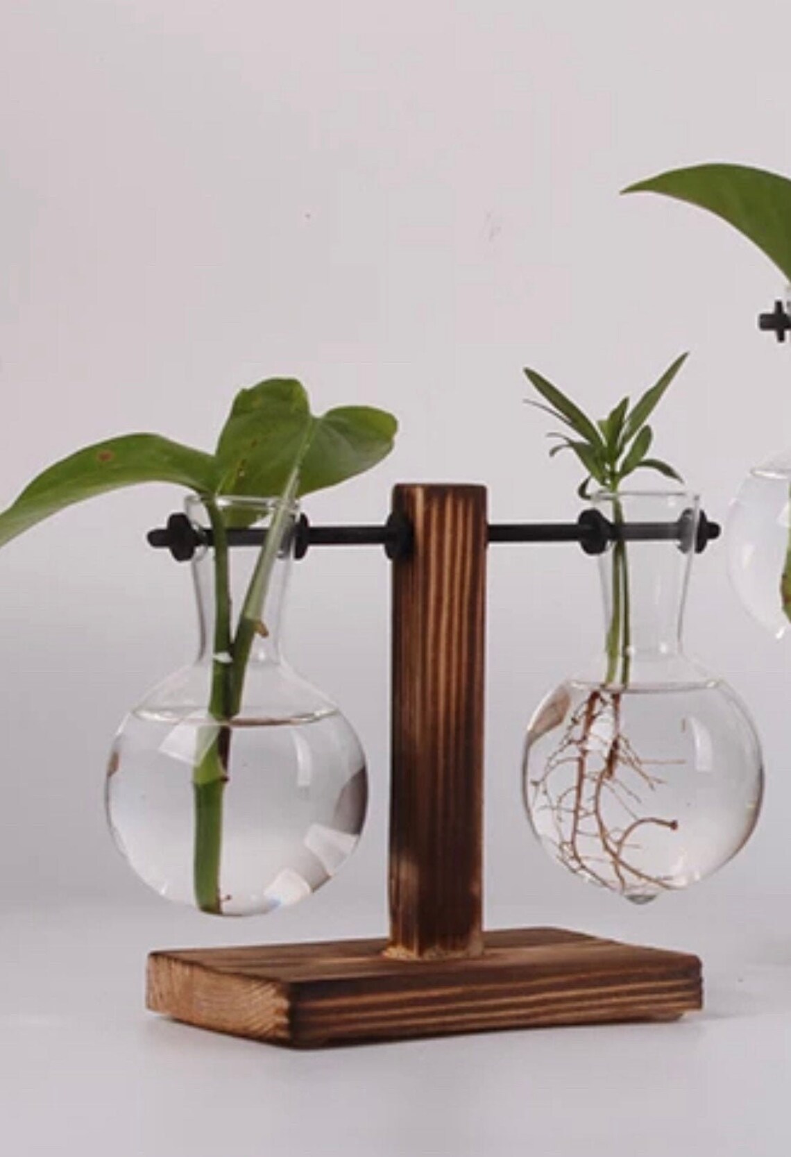 Plant Propagation Station With 2 Glass Globes and Wood Stand. Etsy
