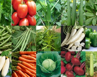 May include: A collage of fresh vegetables, including green beans, tomatoes, okra, radishes, carrots, cabbage, beets, and gourds.