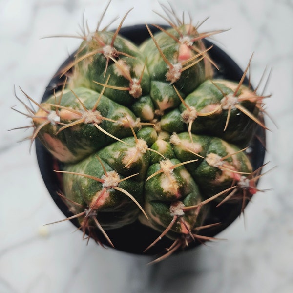 Rare Plant - Variegated Gymnocactus Horstii