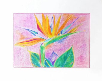 Original Colored pencil drawing on paper " Strelitzia "